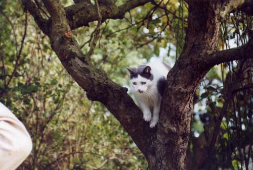 treecat-001-w500.jpg